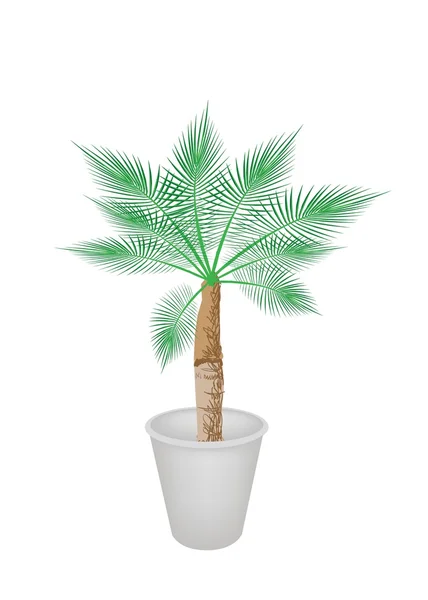 A Lovely Palm Tree in Flower Pot — Stock Vector