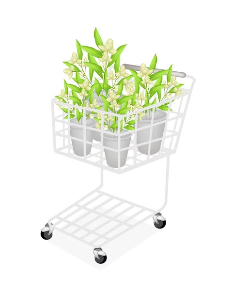 Vackra ylang ylang blommor i en shoppingvagn — Stock vektor