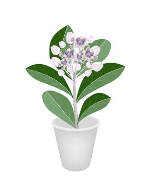 bir çiçek tencerede taze calotropis kızgözü