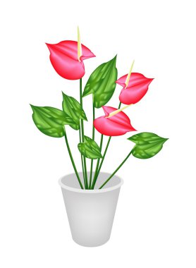 Anthurium çiçekleri veya çiçek pot flamingo lily