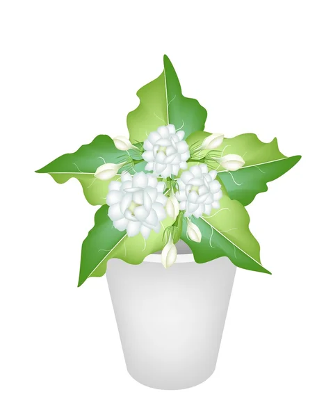 Illustration of Jasmine Flowers in A Flower Pot — Stock Vector