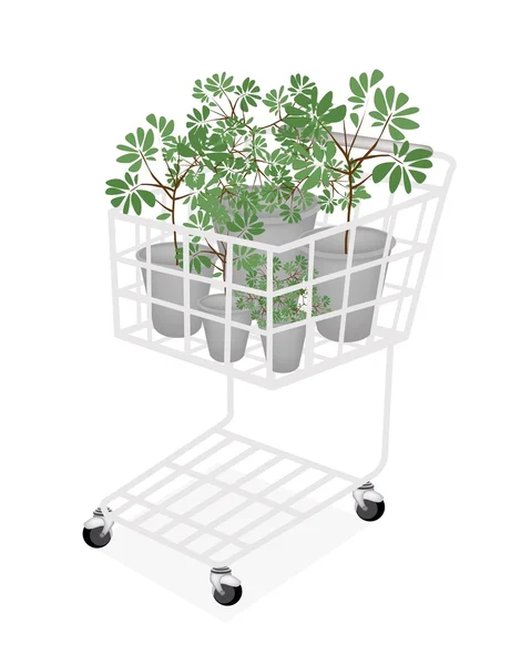 緑の木々 やショッピング カートの植物 — ストックベクタ