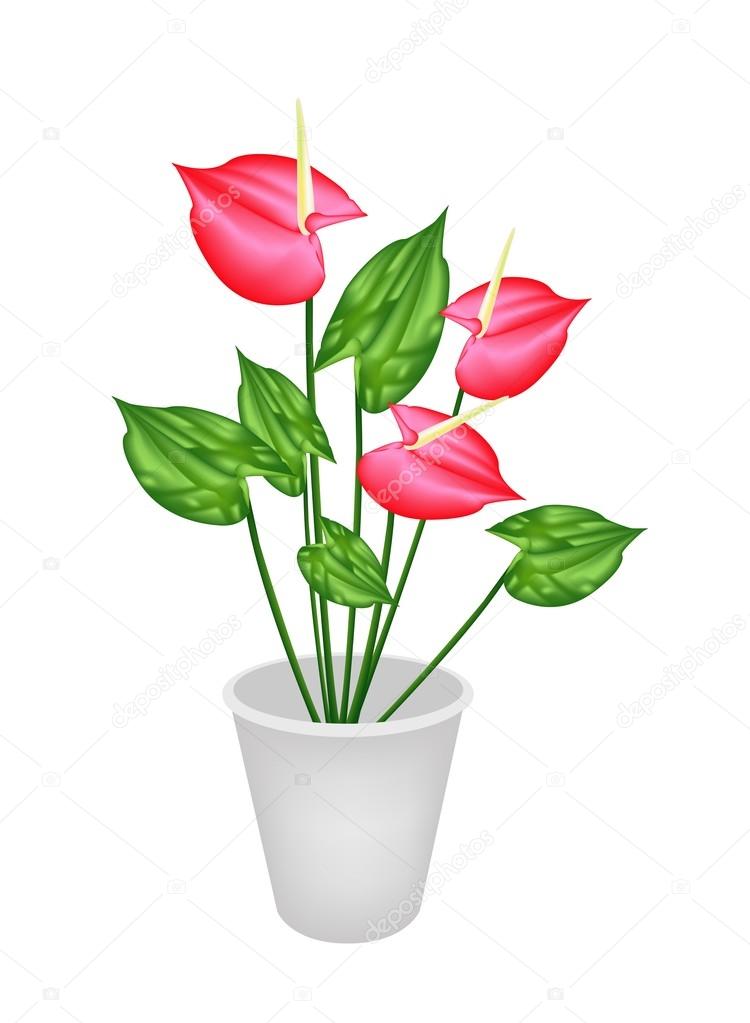 Anthurium Flowers or Flamingo Lily in A Flower Pot