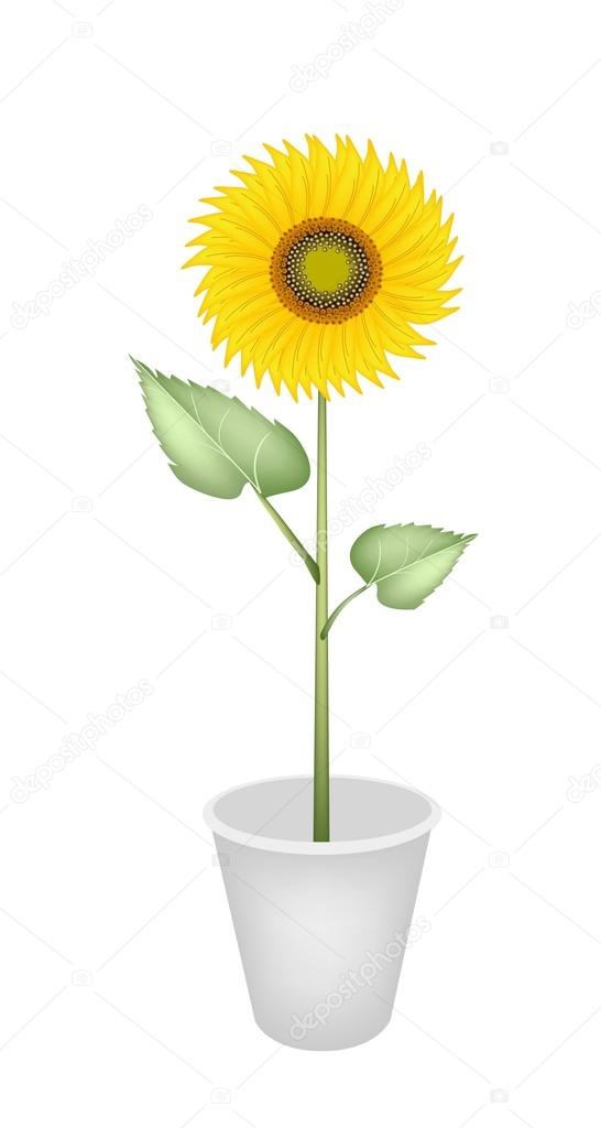 An Elegant Perfect Sunflower in A Flower Pot