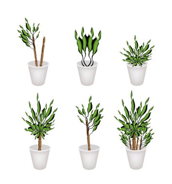 Yucca Tree or Dracaena Plant in A Flower Pot clipart