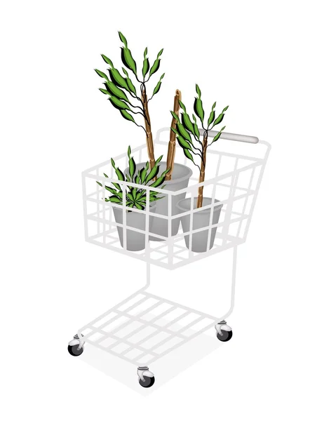 Yuccabäume oder Dracaena-Pflanzen im Einkaufswagen — Stockvektor