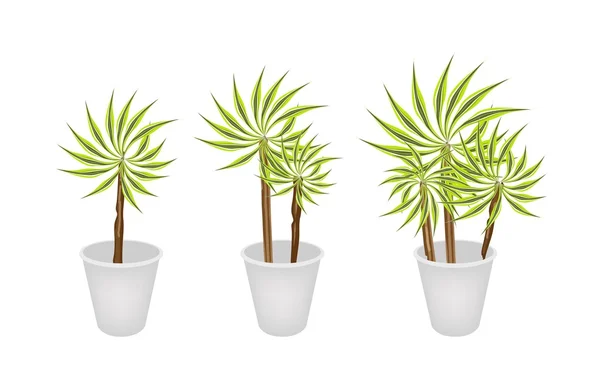 3 つの植木鉢に美しいドラセナ工場 — ストックベクタ