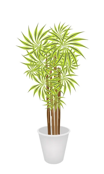 Beautiful Dracaena Plant in A Flower Pot — Stock Vector