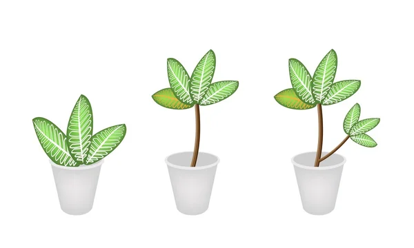 Planta Dieffenbachia Picta Marianne en tres macetas — Vector de stock