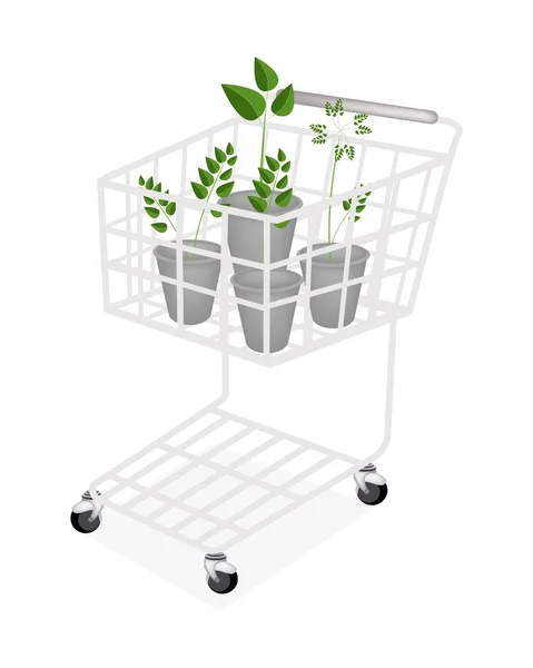 Four Evergreen Plants in A Shopping Cart — Stock Vector