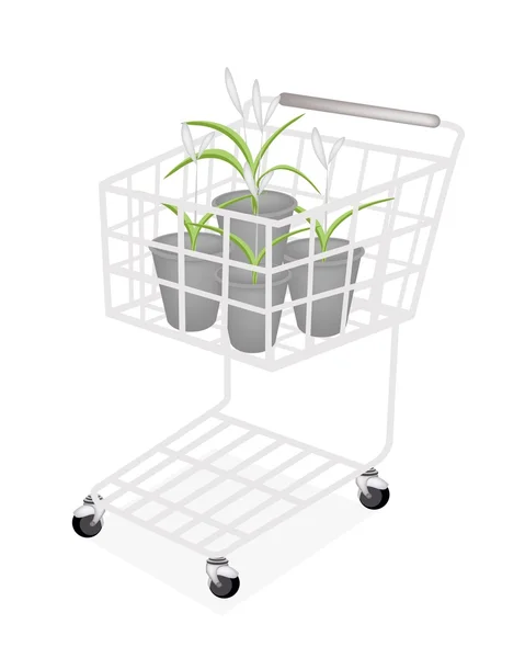 En uppsättning dracaena växt i en shoppingvagn — Stock vektor