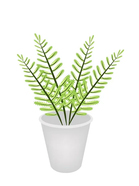 Samambaia verde bonita em um vaso de flores — Vetor de Stock