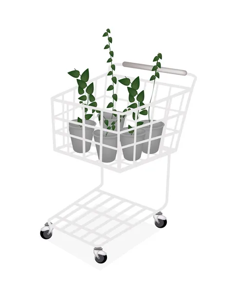 ショッピング カートにつる植物のセット — ストックベクタ