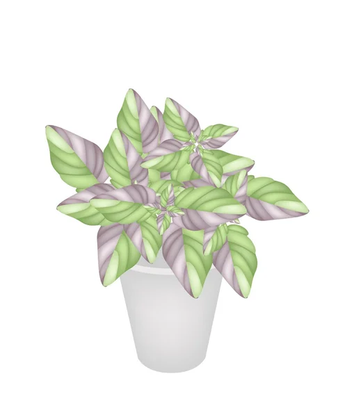 Schöne Akanthus-Pflanze in einem Blumentopf — Stockvektor