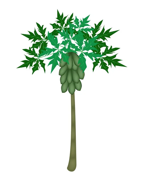 Un conjunto de papayas frescas y árbol de papaya — Vector de stock