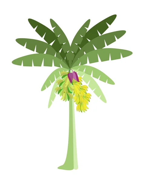 Albero di banane con banane e fiori — Vettoriale Stock