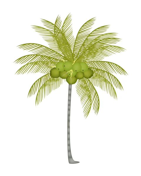 Una palmera con cocos verdes frescos — Vector de stock