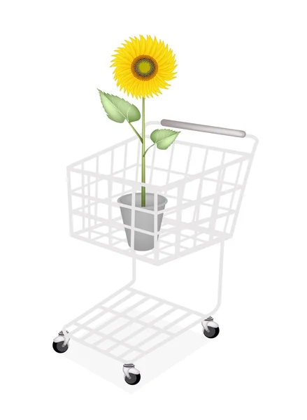 An Elegant Perfect Sunflower in A Shopping Cart — Stock Photo, Image