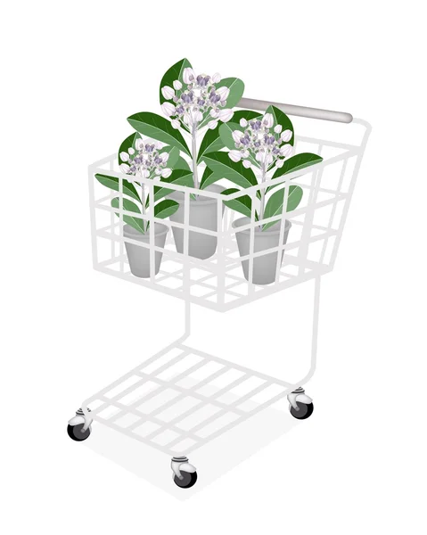 Calotropis Gigantea fresca en un carrito de compras — Vector de stock