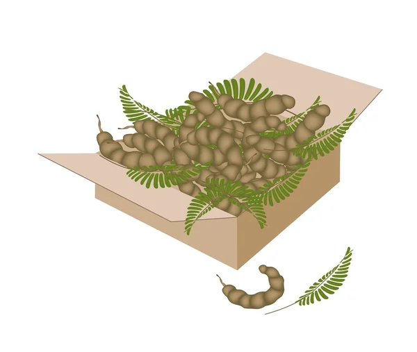 Tamarinde pod en bladeren in een verpakking — Stockvector