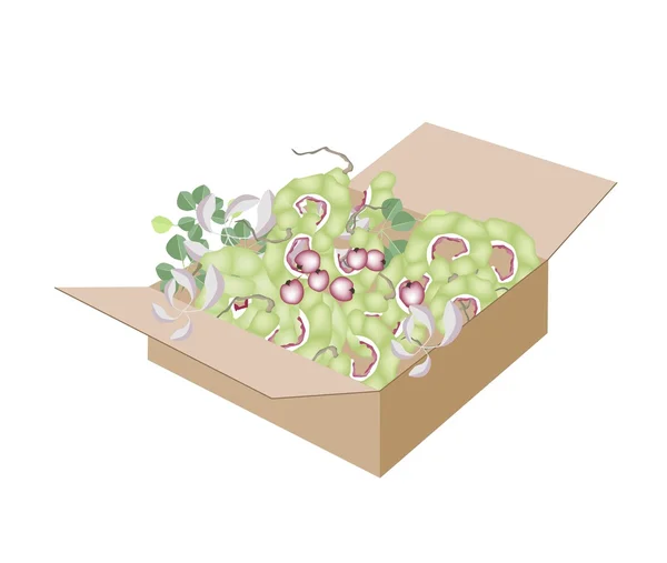 Fresh Manila Tamarinds in A Shipping Box — Stock Vector