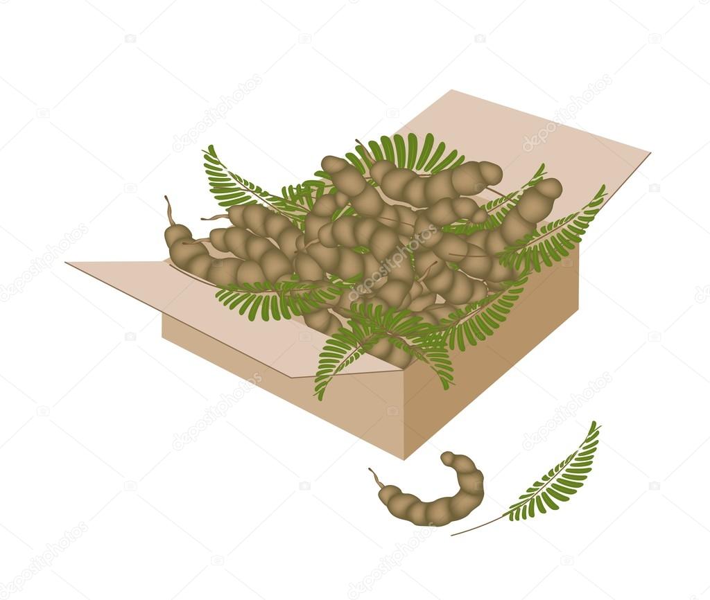 499 Sweet Tamarind Vector Images Royalty Free Sweet Tamarind Vectors Depositphotos