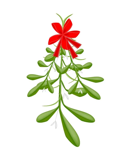 Hanging Lovely Green Mistletoe with A Red Bow — Stock Vector