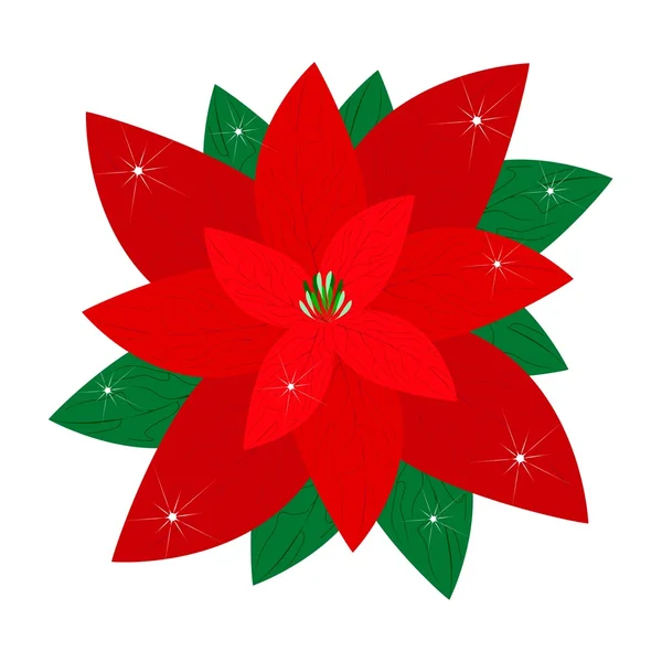 Red Christmas Poinsettia Flower on White Background — Stock Vector