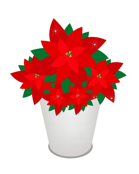 Red Christmas Poinsettia Flower in A Flower Pot — Stock Vector