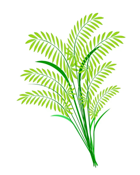Plantes céréalières ou fougères Feuilles sur fond blanc — Image vectorielle
