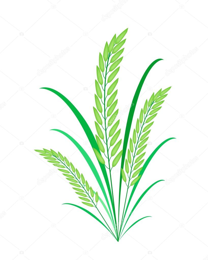 Cereal Plants or Green Rice on White Background