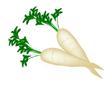 beyaz zemin üzerine lezzetli taze daikon turp
