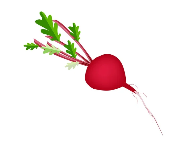 Fresh Radish Or Beet on White Background — Stock Vector