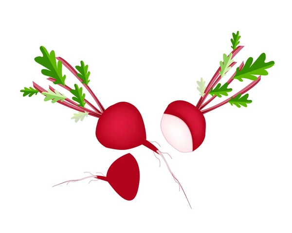 Delicious Fresh Red Radish on White Background — Stock Vector