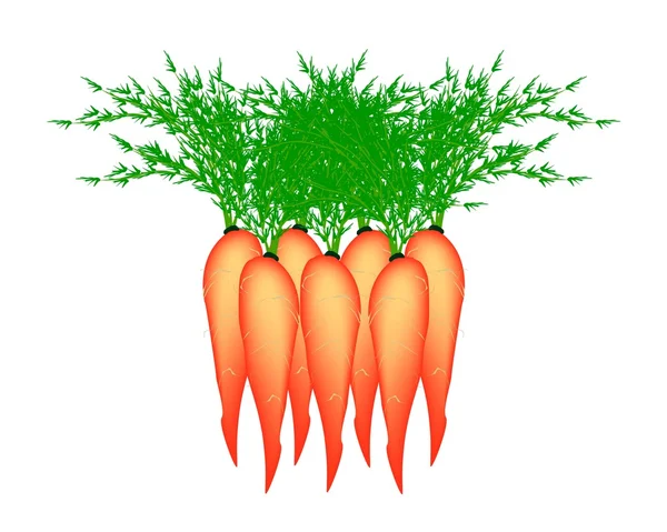 Пачка вкусной свежей морковки на белом фоне — стоковый вектор