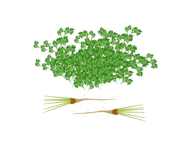 Leaves and Roots of Coriander on White Background — Stock Photo, Image