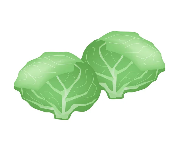 Fresh Green Cabbage on A White Background — Stock Vector