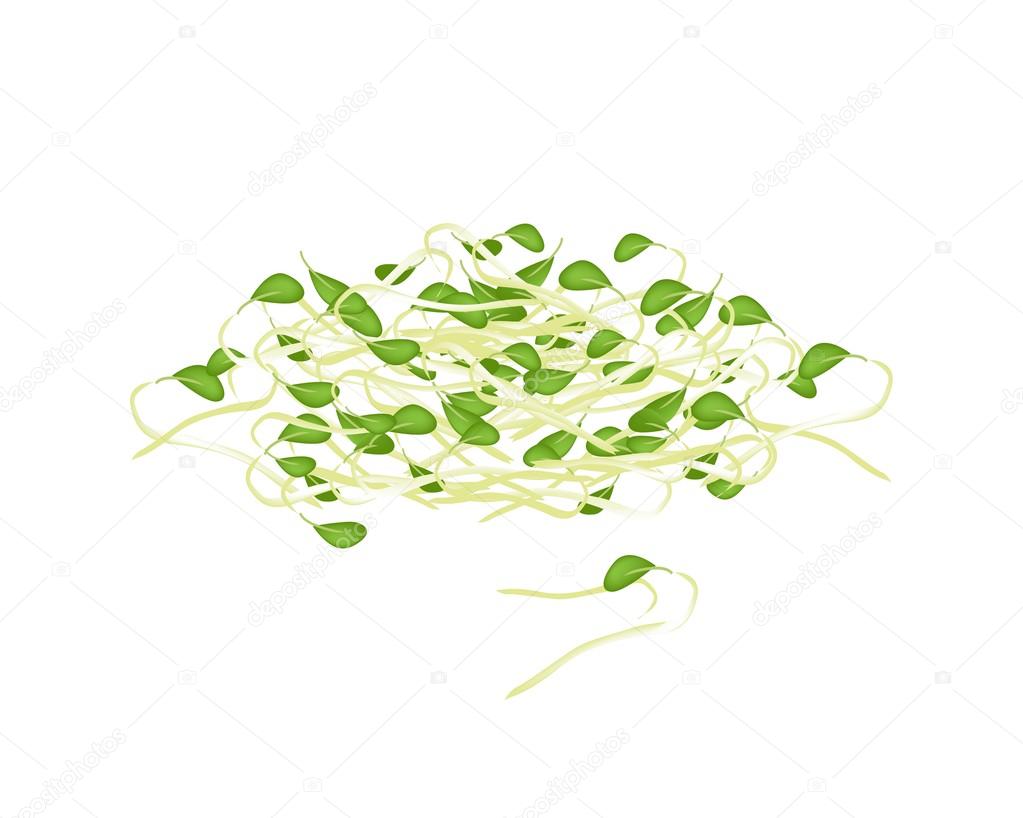 Fresh Mung Beans Sprouts on White Background