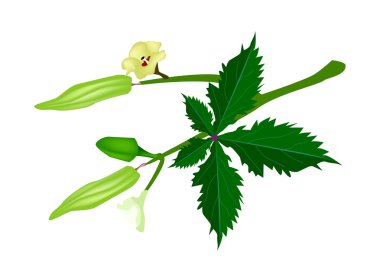 bamya beyaz zemin üzerinde bir kök