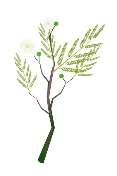 白色背景上的新鲜合欢植物 — 图库矢量图片