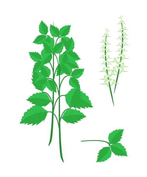 Části Svatý basil rostliny na bílém pozadí — Stockový vektor
