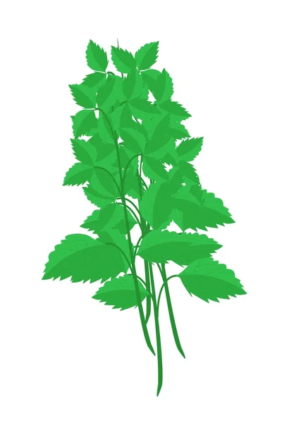 Plantas frescas de albahaca sobre fondo blanco — Vector de stock