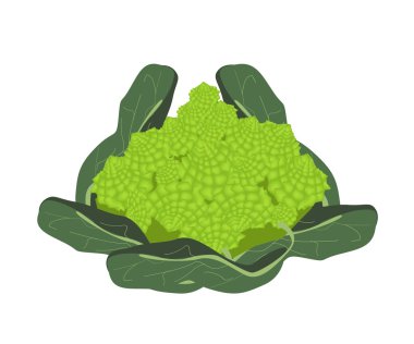 taze romanesco brokoli lahana beyaz zemin üzerine
