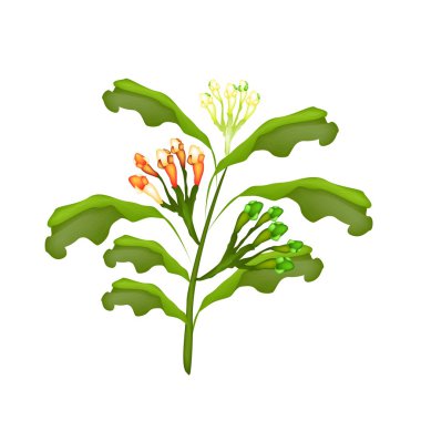 beyaz zemin üzerine taze karanfil bitki