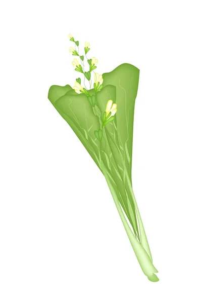 Čerstvé zelené hořčice rostlina na bílém pozadí — Stockový vektor