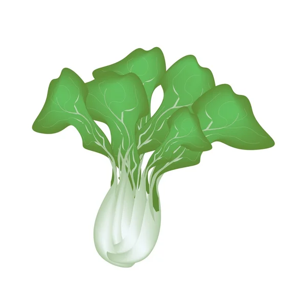 Verse groene bok choy op een witte achtergrond — Stockvector