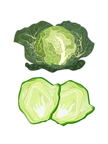 Fresh Green Savoy Cabbage on White Background — Stock Vector