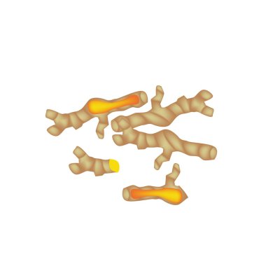 beyaz zemin üzerine taze zerdeçal kökü