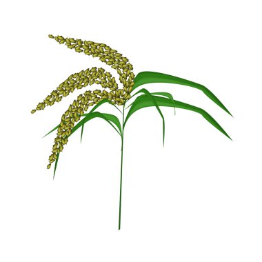 Green Colors of Unripe Millet on White Background clipart