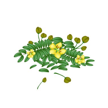 Parts of Senna Siamea on White Background clipart